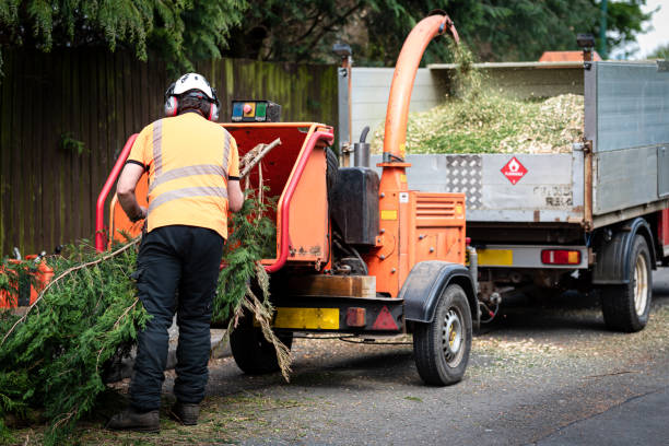 Trusted Cricket, NC Tree Care Services Experts