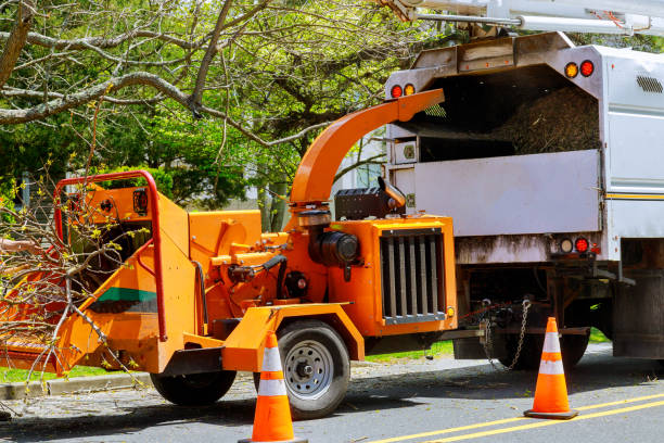 Best Lot and Land Clearing  in Cricket, NC